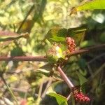 Ludwigia palustris Flor