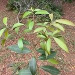 Syzygium jambosΦύλλο