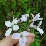 Cardamine bulbiferaKvět