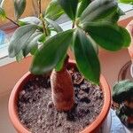 Ficus microcarpa Φύλλο