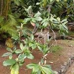 Eriobotrya japonica 葉