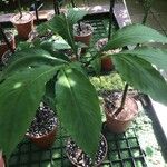 Amorphophallus titanum Blatt