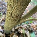 Amphitecna latifolia Corteccia