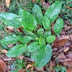 Rumex acetosaLevél