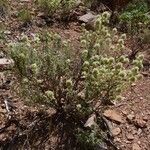 Thymus munbyanus Habit