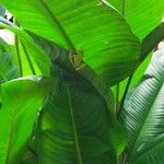 Spathiphyllum friedrichsthalii Leaf