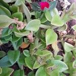Mesembryanthemum cordifolium Habit