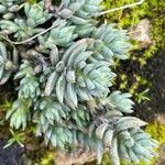 Petrosedum ochroleucum Foglia