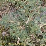 Vicia cusnae Habit