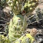 Tephrocactus articulatus Bark