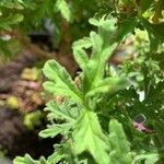 Pelargonium citronellum Blad