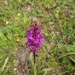 Orchis masculaFlower