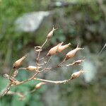 Saxifraga umbrosa Froito