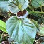 Begonia cucullata cv. 'Doublet Rose Pink' Blatt