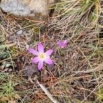 Colchicum montanumFlower