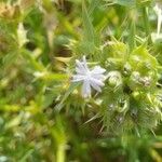 Drypis spinosa Fula