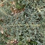 Cirsium echinatum 葉