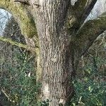 Quercus robur Bark
