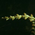 Prescottia stachyodes Flor