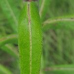 Lactuca canadensis Лист