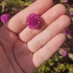 Gomphrena globosaFlower