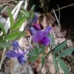 Lathyrus linifolius Flor