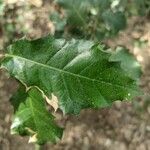 Quercus faginea ᱥᱟᱠᱟᱢ