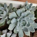 Echeveria laui Blad