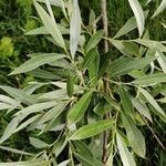 Salix alba Fuelha