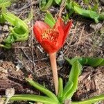 Haemanthus coccineus Floare