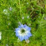 Nigella sativaBlomst