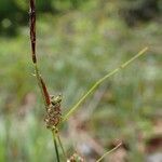 Carex montana Прочее