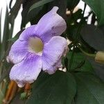 Thunbergia grandiflora फूल