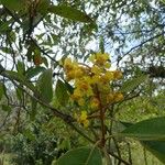 Byrsonima crassifolia Fleur