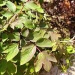 Paeonia × suffruticosa Leaf