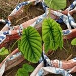 Alocasia clypeolata Blatt