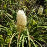 Amianthium muscitoxicum Flor