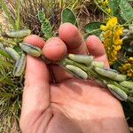 Crotalaria mitchellii Фрукт