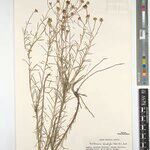 Dewildemania stenophylla Sonstige