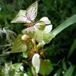 Lamium moschatum Ліст