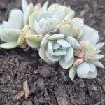 Echeveria laui ഇല