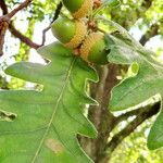 Quercus pyrenaica 果