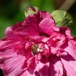 Hibiscus mutabilis Annet