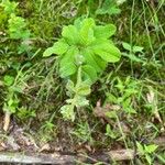 Lespedeza hirta Leaf