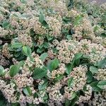 Cotoneaster coriaceus Характер