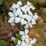Cardamine trifolia Virág