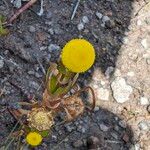 Cotula coronopifolia Blüte