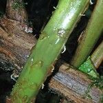 Thelypteris decussata Kabuk
