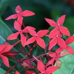 Ixora javanica Flor