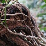 Hedera hibernica Bark